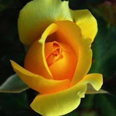 Rose show a must for rose lovers