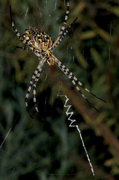 Spider entertains visitors
