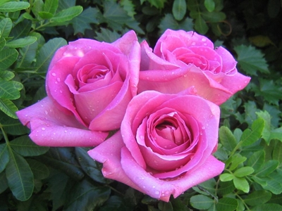 Plettenberg Bay hosts rose show