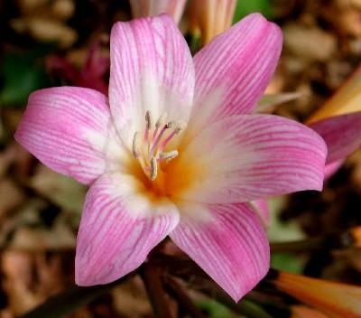 What to do in the garden in April