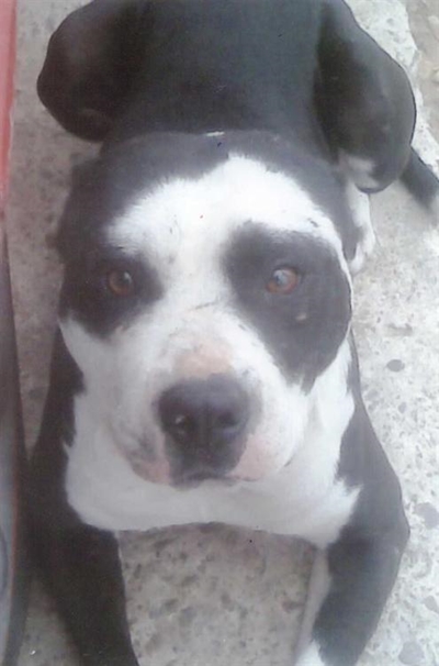 Pitbulls verdwyn in Asla