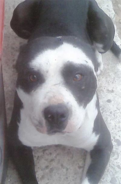 Pitbulls verdwyn in Asla