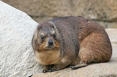 Dassie situation to be monitored