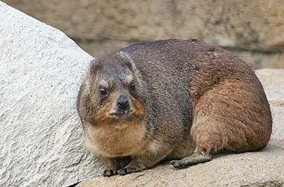Dassie situation to be monitored