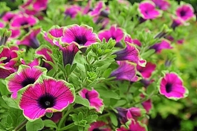 Wonderful winter petunias