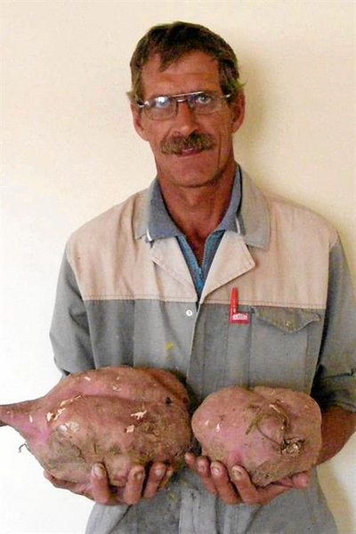 Koos kweek bielies van patats