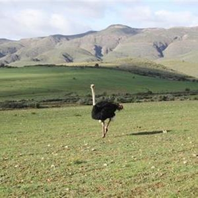 H7N1-virus nié hoogs-patogeen