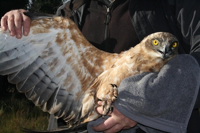 Snake Eagle released