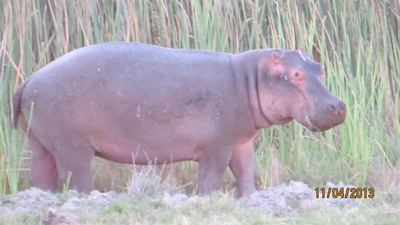 First hippos welcomed at game lodge