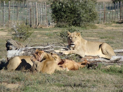 Lions released in Mountain Zebra National Park