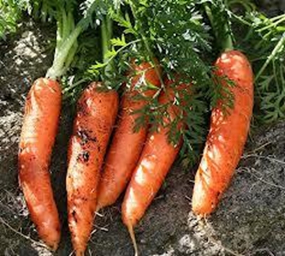 Plant veggies in your garden this Winter