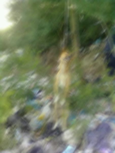Man hangs dogs from tree
