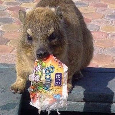 Monitoring of dassies to continue