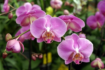 All about orchids