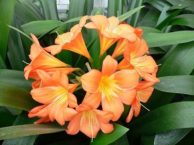 Clivia-werkswinkel op Oudtshoorn