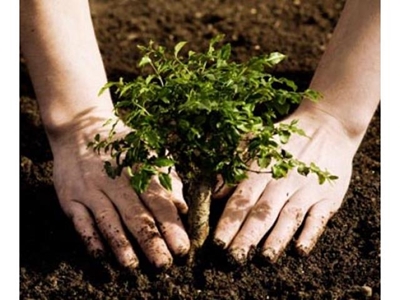 Volunteers to plant trees in Wilderness