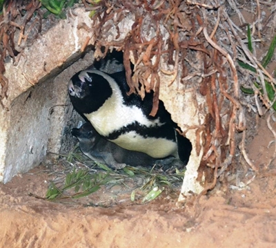 Penguin chick survives