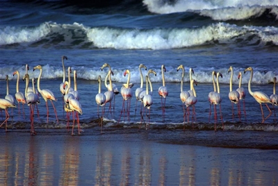 Flaminke op Mosselbaai strande