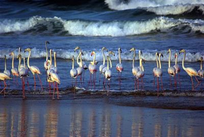 Flaminke op Mosselbaai strande
