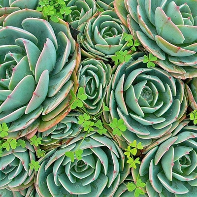 Tuinbouklub: besoek aan vetplant-kwekery