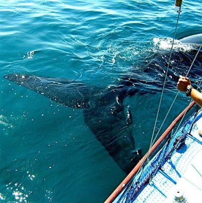 The whales are here!