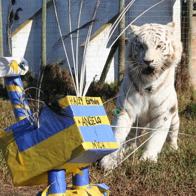 Tiere: Laaste verjaarsdag in Mosselbaai