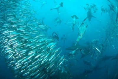 Hills Have Eyes: Free and up-to-date sardine run reports