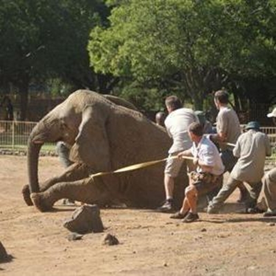 Beloved elephant dies