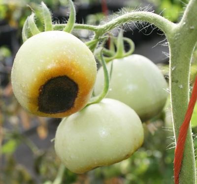 Blossom-end rot a common disorder