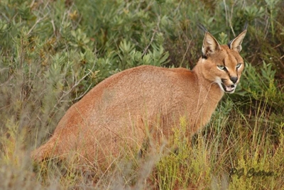 Locally rehabilitated caracal spotted