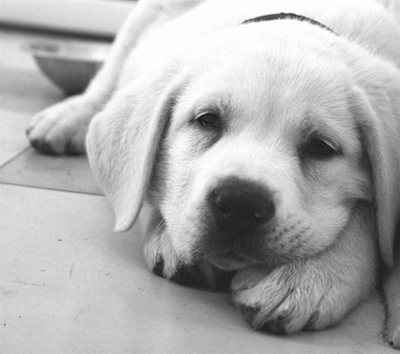 Free pet first aid