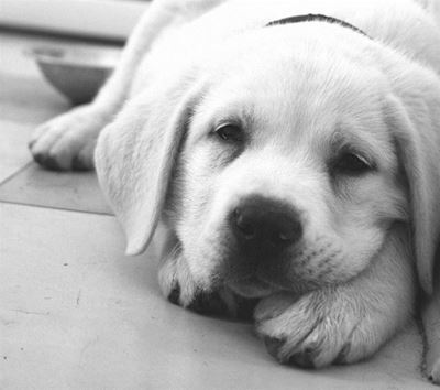 Free pet first aid