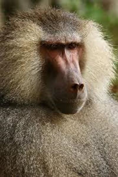 Knysna Baboon Action Group formed