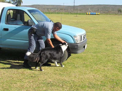 Polisie soek honde om op te lei