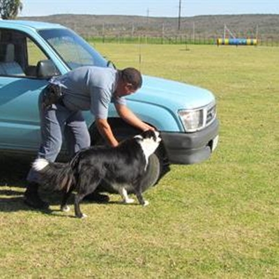 Polisie soek honde om op te lei