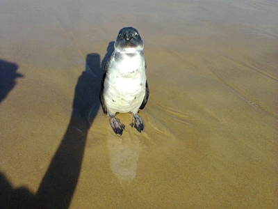 Pikkewyn op Glentana-strand