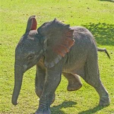 Fiela's organs were under-developed