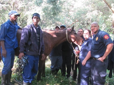 SPCA rescues distressed horse