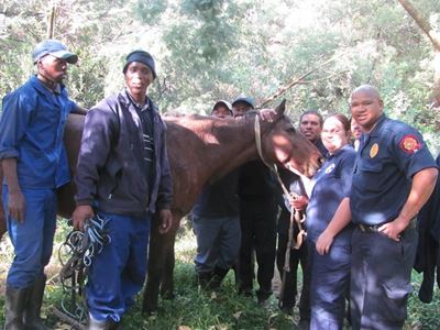SPCA rescues distressed horse