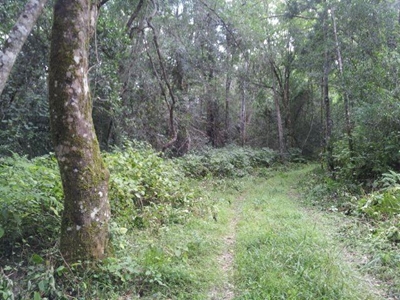 Big Tree Trail Run promises big fun