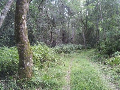 Big Tree Trail Run promises big fun