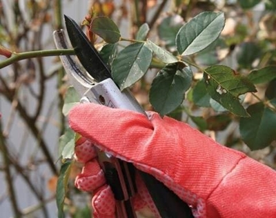 What to do in your garden in July