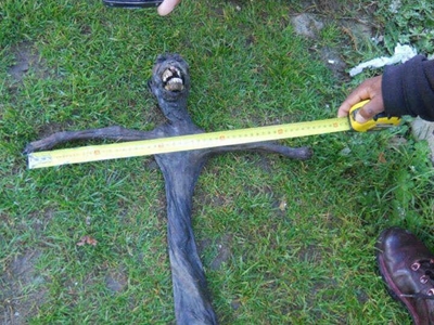 'Monster' is no mystery