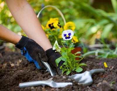 Preparing a winter garden