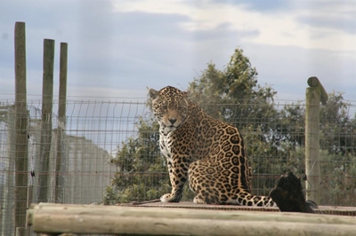 Jukani on the move at last
