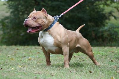Pit Bull telery steeds ‘n probleem
