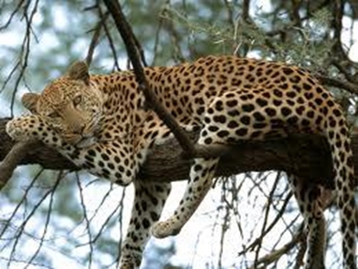 Saving local leopards
