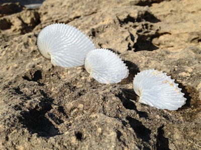 Raar skulpe op Stilbaai strand gevind