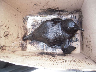 Help oil slick victims