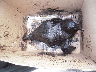 Help oil slick victims